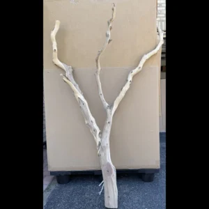 Sandblasted Birdwood Manzanita 2026
