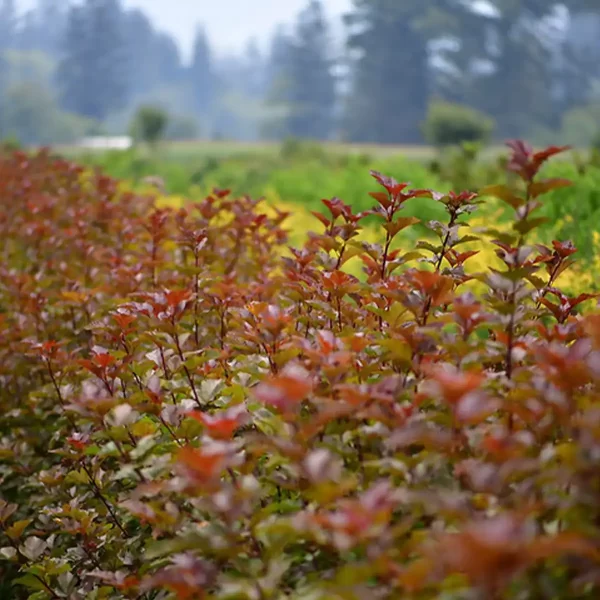 Autumn Ninebark