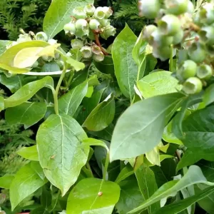 Bulk Fresh Cut Blueberry Branches