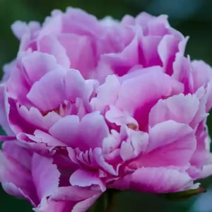 Bulk Fresh Cut Peonies in Lavender