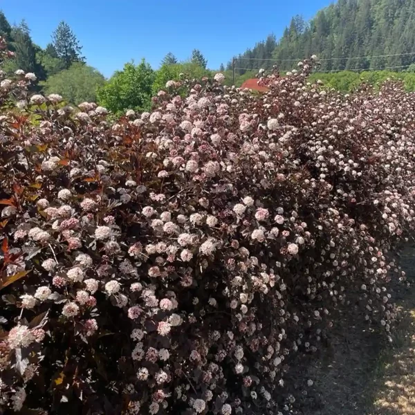 Bulk Fresh Ninebark Flowers