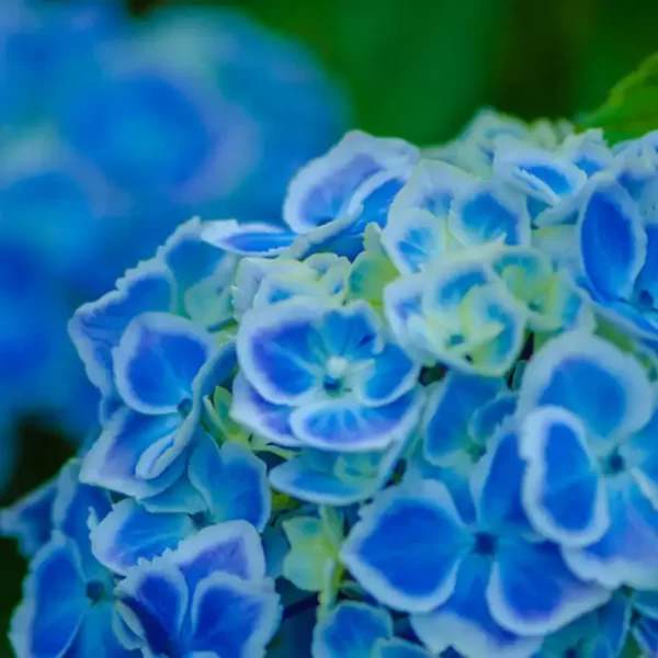 Bulk Fresh Premium Hydrangea Flowers in Bi Color