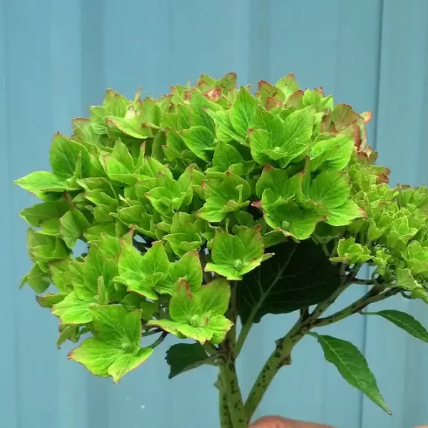 Bulk Fresh Premium Hydrangea Flowers in Leprechaun