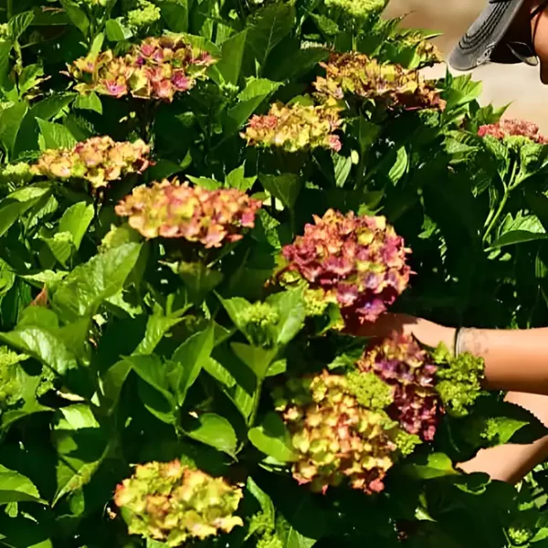 Bulk Fresh Premium Hydrangea Flowers in Pistachio