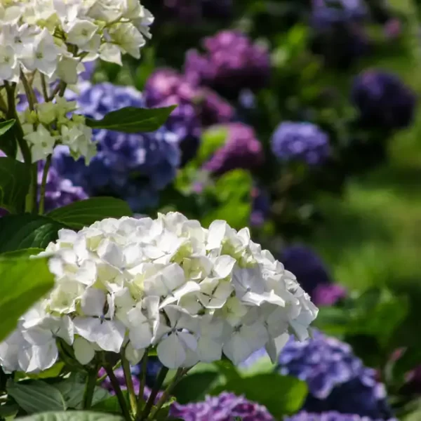 Bulk Fresh Premium Hydrangea Flowers in White