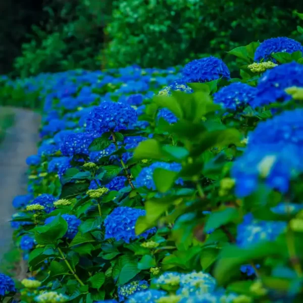 Bulk Fresh Premium Hydrangea Flowers in Blue