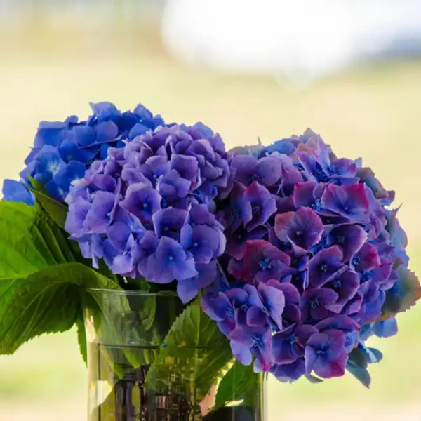 Bulk Fresh Premium Hydrangea Flowers in Lavender color