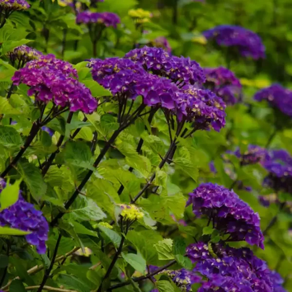 Bulk Fresh Premium Hydrangea Flowers in Purple