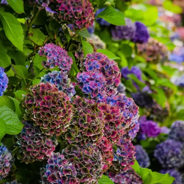 Bulk Fresh Specialty Hydrangea Flowers in Antique Jewel Tone