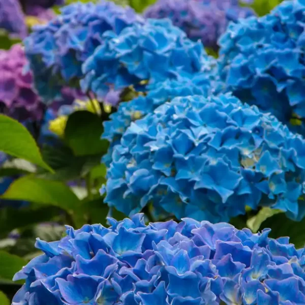 Bulk Fresh Specialty Hydrangea Flowers in Blue Lace