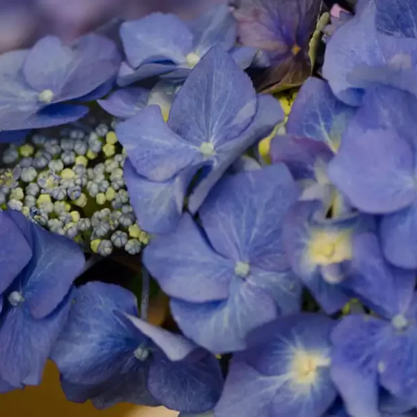 Bulk Fresh Specialty Hydrangea Flowers in Blue Lace Cap