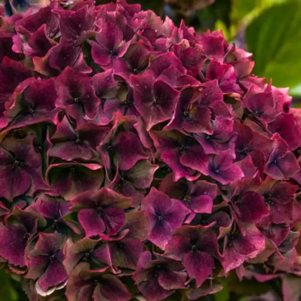 Bulk Fresh Specialty Hydrangea Flowers in Burgundy