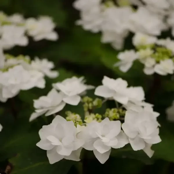 Bulk Fresh Specialty Hydrangea Flowers in Lacecap