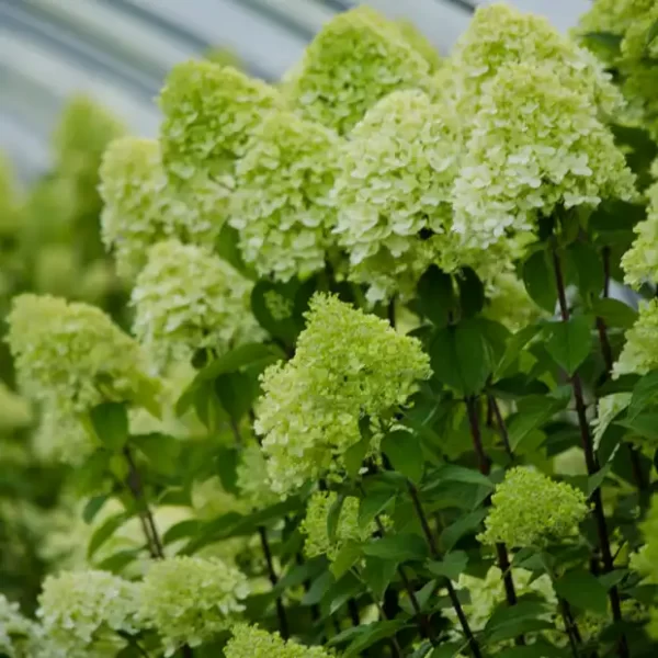 Bulk Fresh Specialty Hydrangea Flowers in Limelight