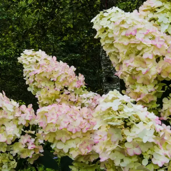 Bulk Fresh Specialty Hydrangea Flowers in Pee Gee