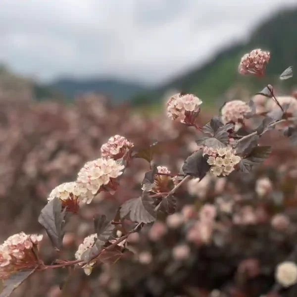 Bulk Ninebark Flowers