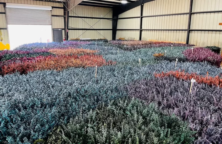 Eucalyptus Branches in Warehouse