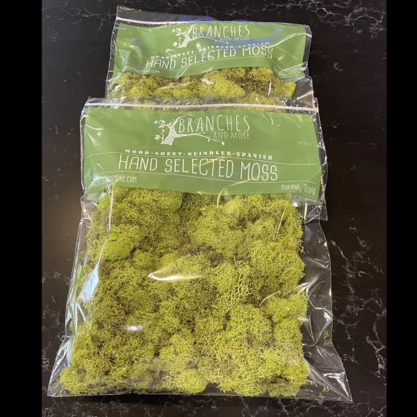 Preserved Chartreuse Reindeer Moss