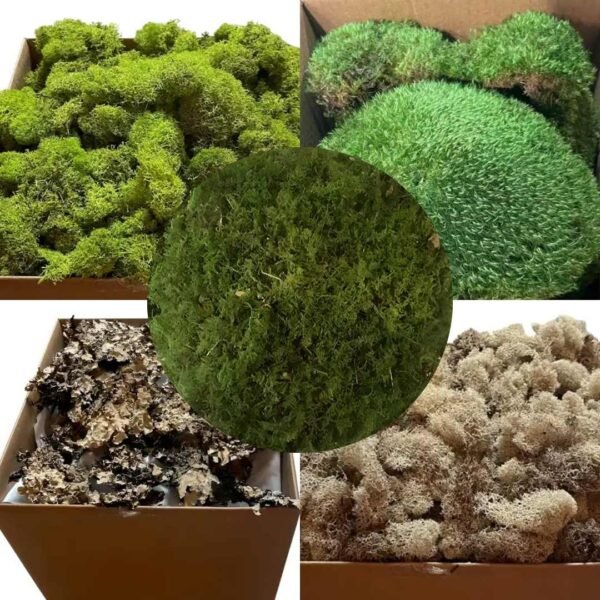 Taxidermy Bulk Moss Special Bundle