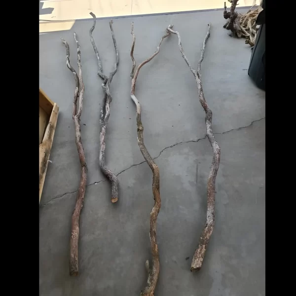 Bulk California Dragon Wood Forked Branches