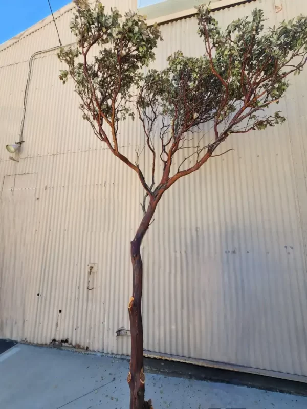 California Manzanita Branches with leaves