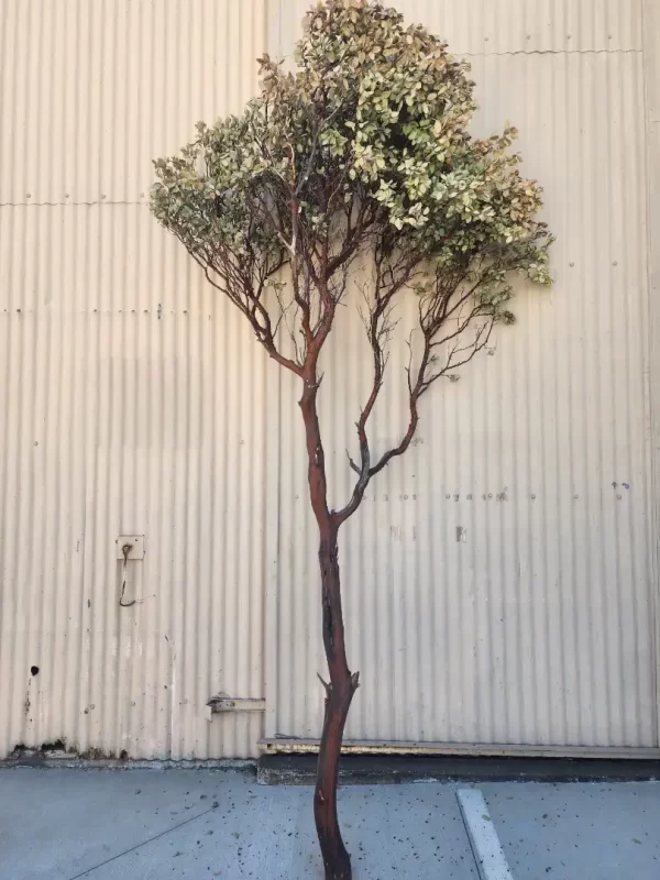 California Manzanita Branches with leaves