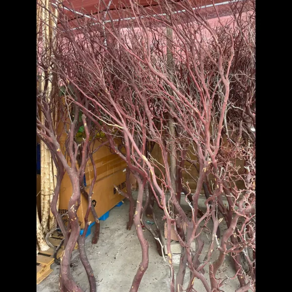 Manzanita branches natural