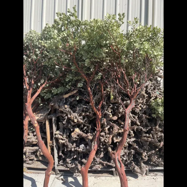 Natural Manzanita Branches