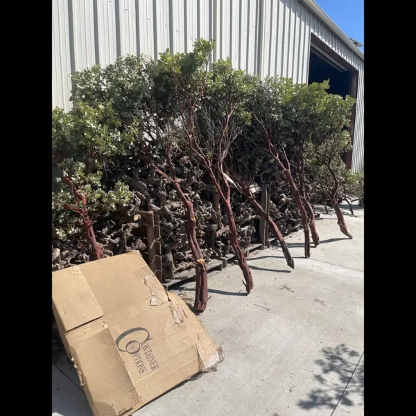 Natural Manzanita Tree outside