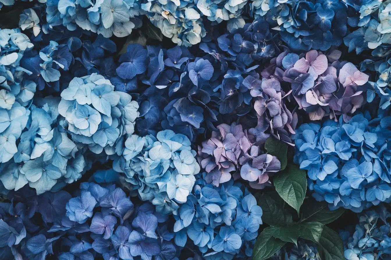 Bulk blue hydrangeas