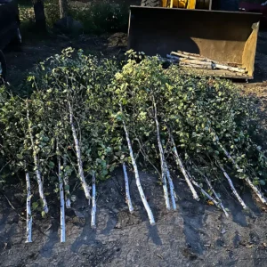 Birch Tops - Branches and More