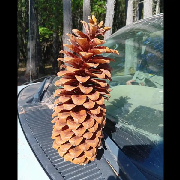 Bulk Sugar Pine Cones