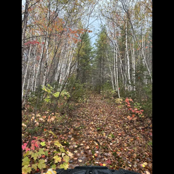 Birch Forest in Fall