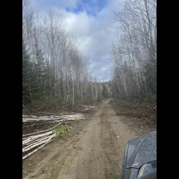 Birch Forest where Poles are Harvested