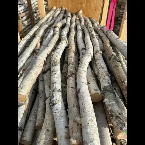 Bulk Natural Birch Poles 50 percent White from Branches and More