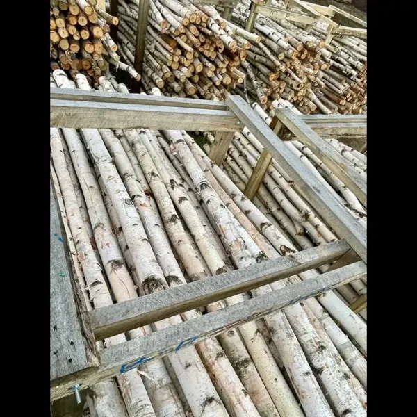 Bulk Premium White Birch Poles from Branches and More