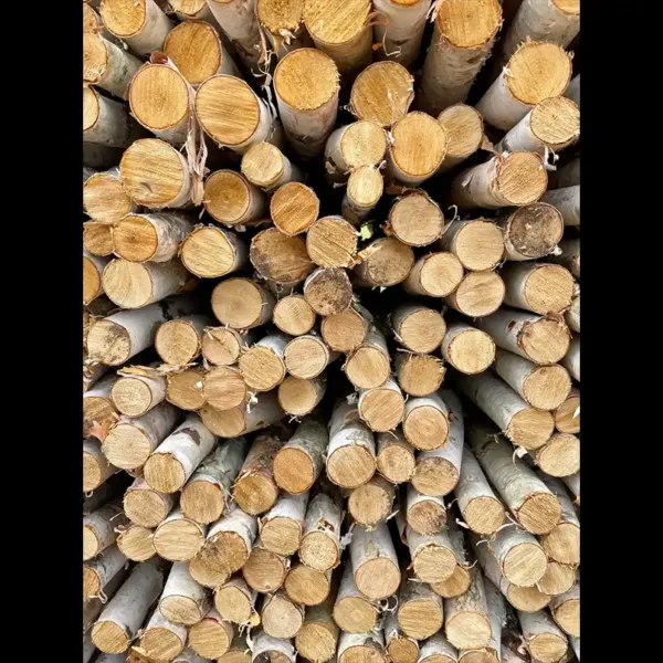 Bulk Premium White Birch Poles from Branches and More