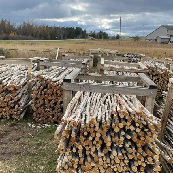 Bulk Premium White Birch Poles from Branches and More