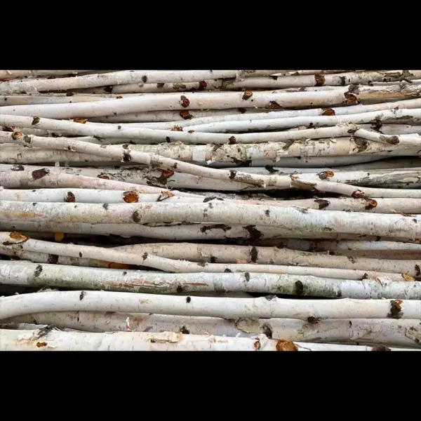 Bulk Premium White Birch Poles from Branches and More