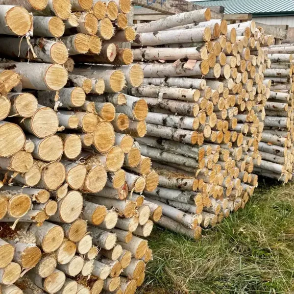 Bulk Premium White Birch Poles from Branches and More