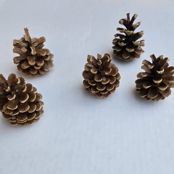 Austrica Pine Cones Northwestern