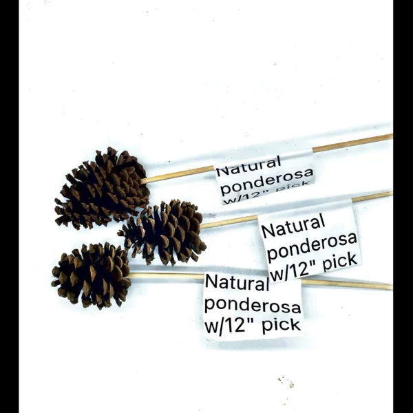 Natural Ponderosa Pine Cone with 12 Pick