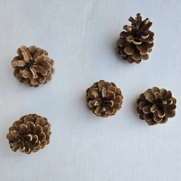 Northwestern Austrica Pine Cones