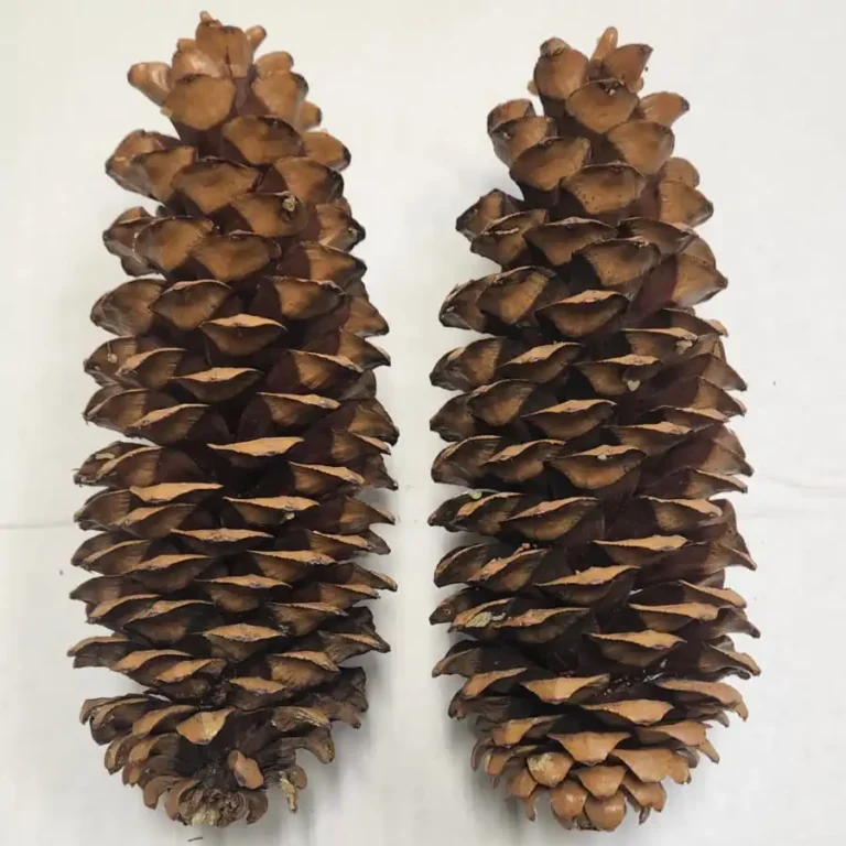 Northwestern Sugar Pine Cones