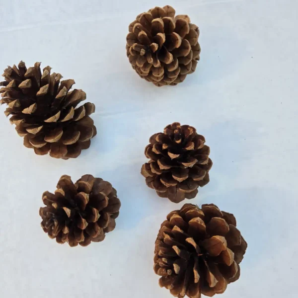 Ponderosa Pine Cones Northwestern