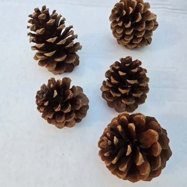 Ponderosa Pines Cones Northwestern