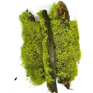 Chartreuse Wolf Lichen