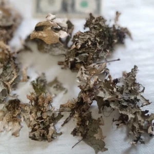 Lungwort Lichen