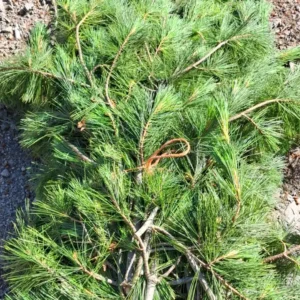Bulk Fresh White-Pine Cedar Boughs