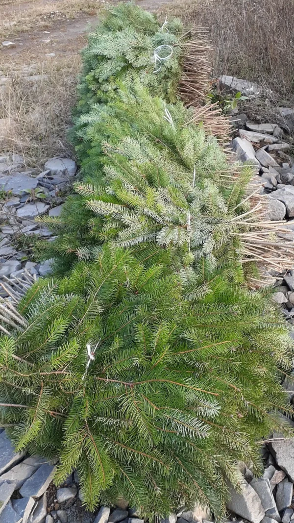 Fresh Bulk Douglas Fir